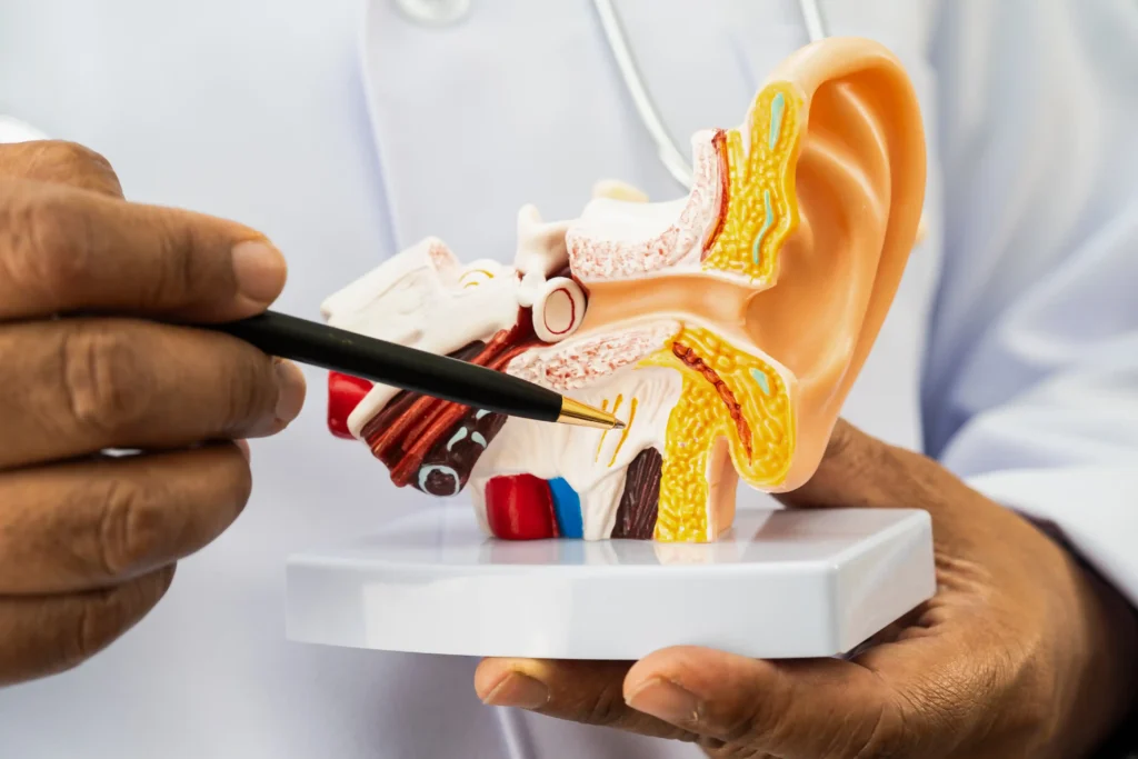 Medical illustration of the inner ear balance system