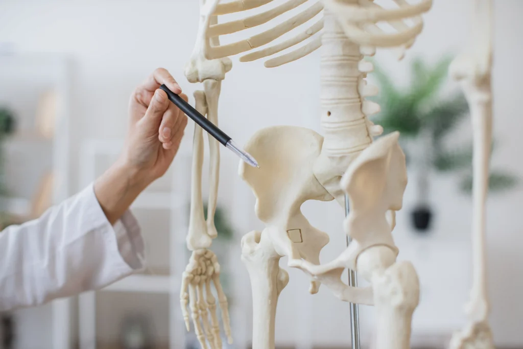 Healthcare professional explaining the hip joint using a skeleton/model